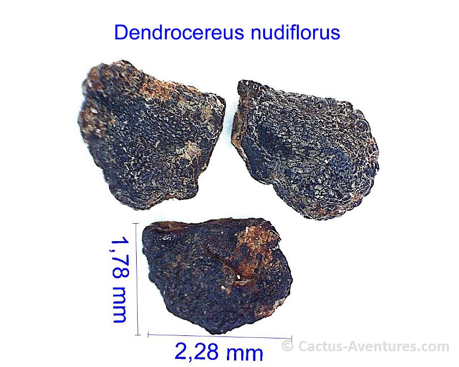 Dendrocereus nudiflorus JMA